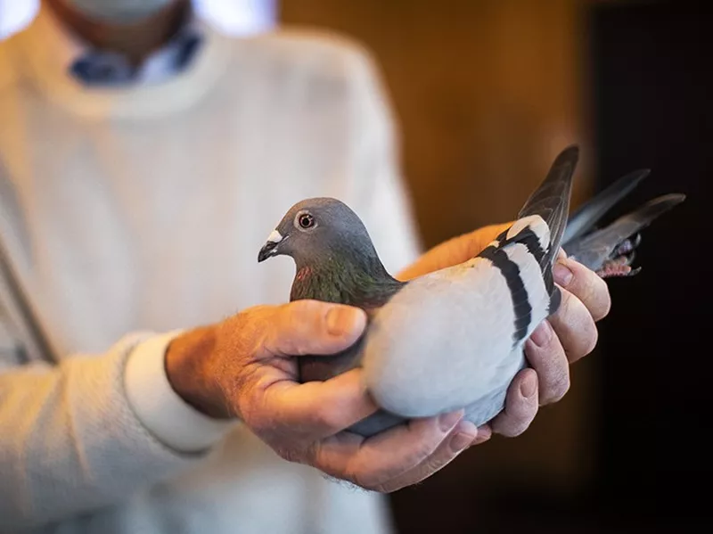 Racing Pigeon