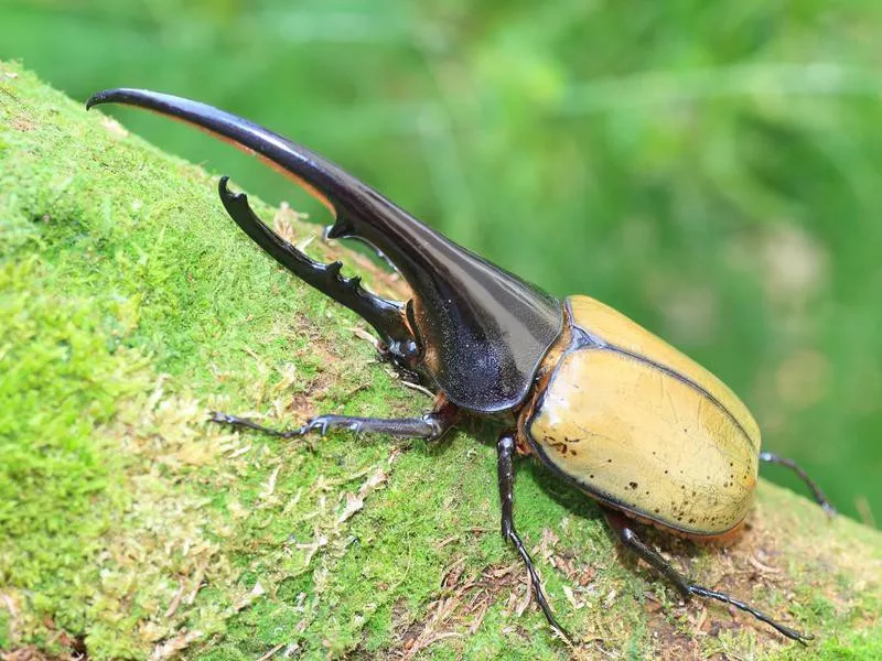 Hercules beetle