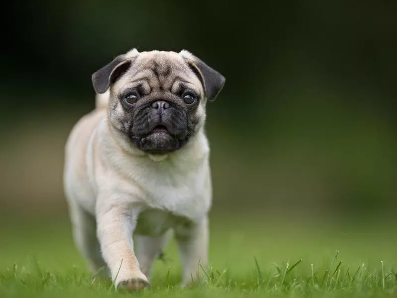 Pugs