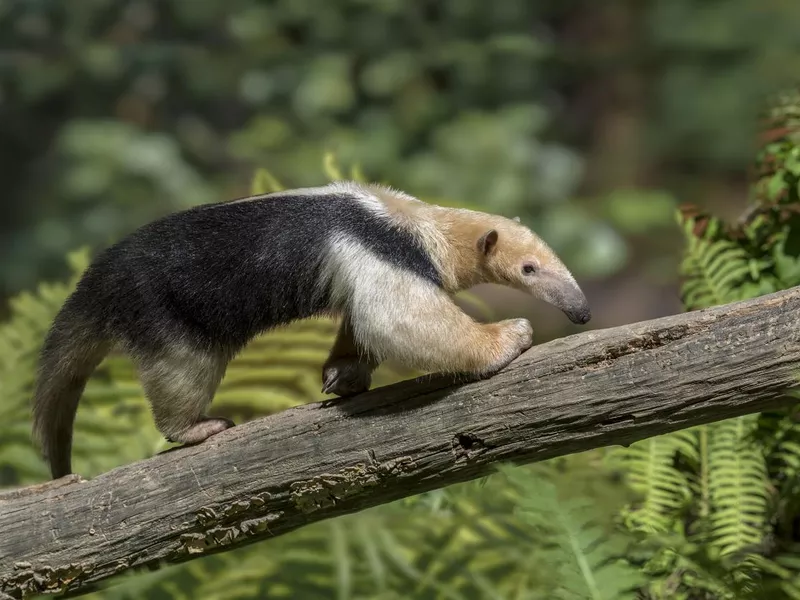 Southern Tamandua