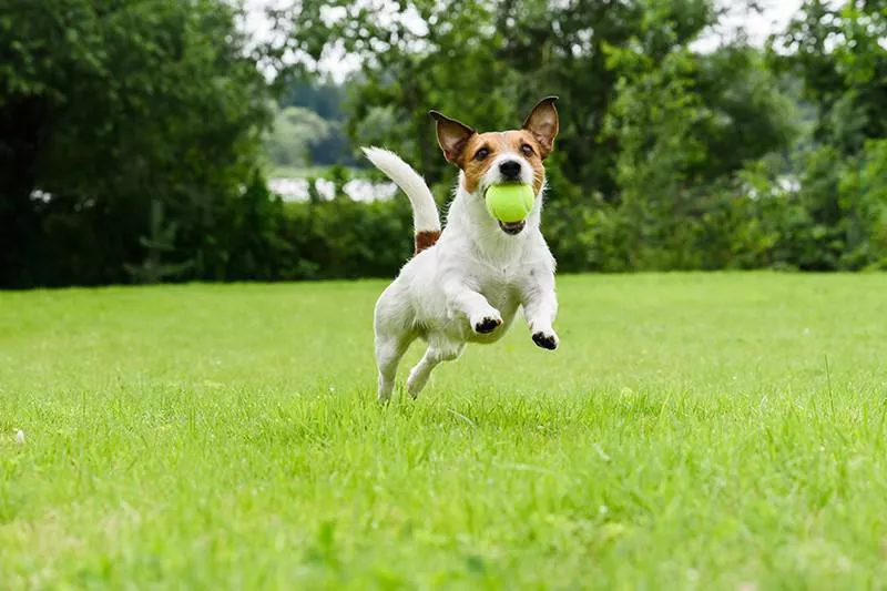 Jack Russell Terrier running with tennis ball in mouth