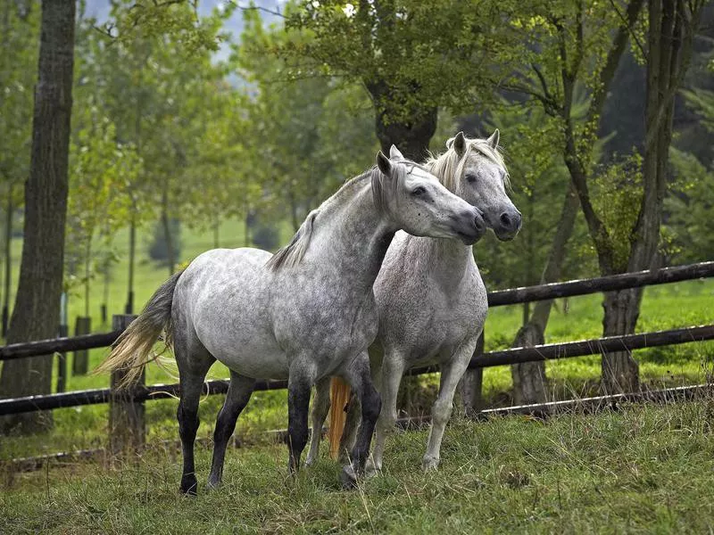 Connemara pony standing in paddock