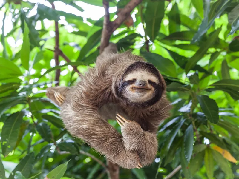 Sloth