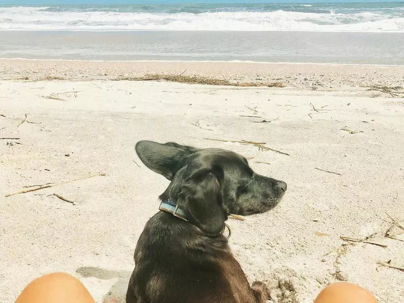 Dog laying on the sand at dog beach