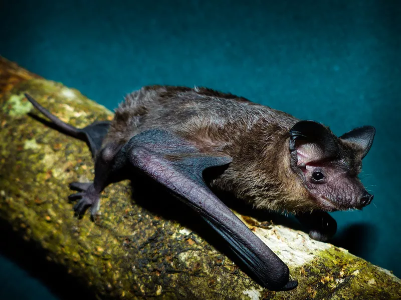 Eastern Freetail Microbat