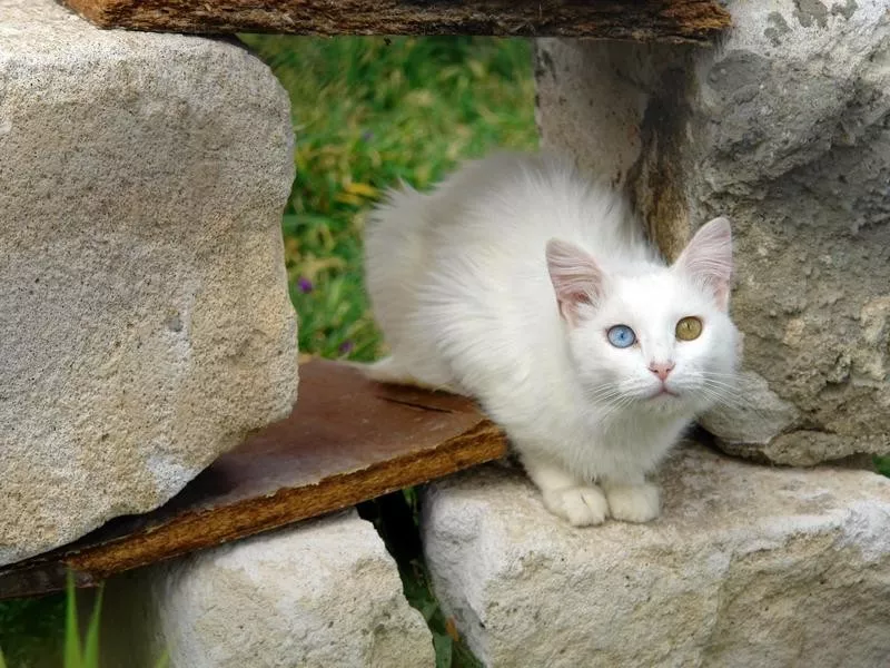 Turkish Van cat