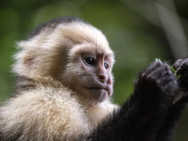 White-faced capuchin