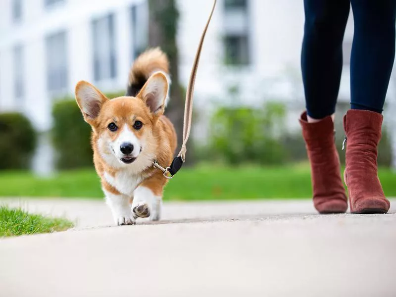 Funniest Dogs: Pembroke Welsh Corgi