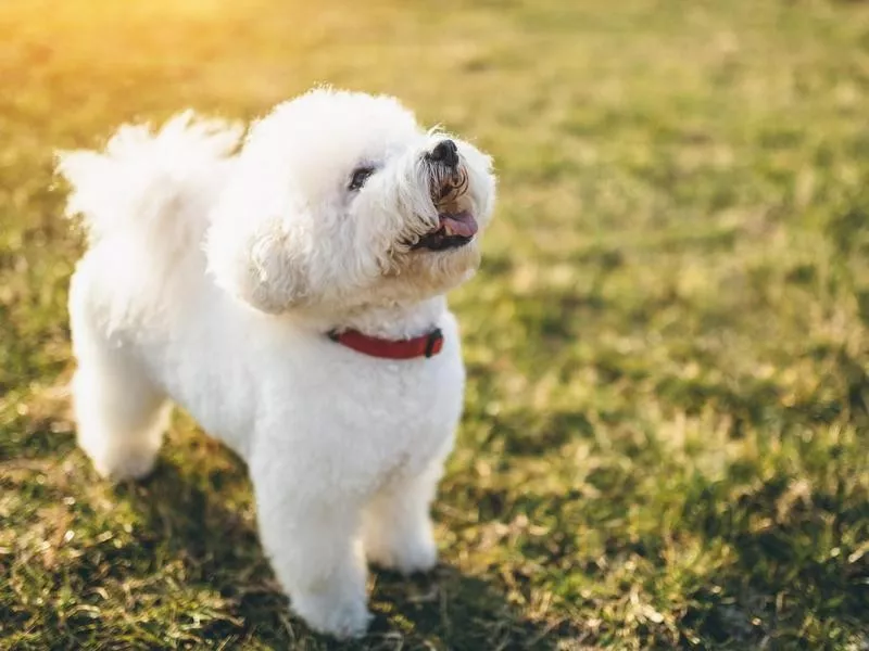 Bichon Frise