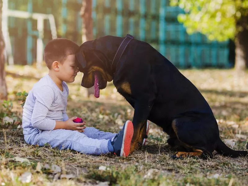 Rottweiler