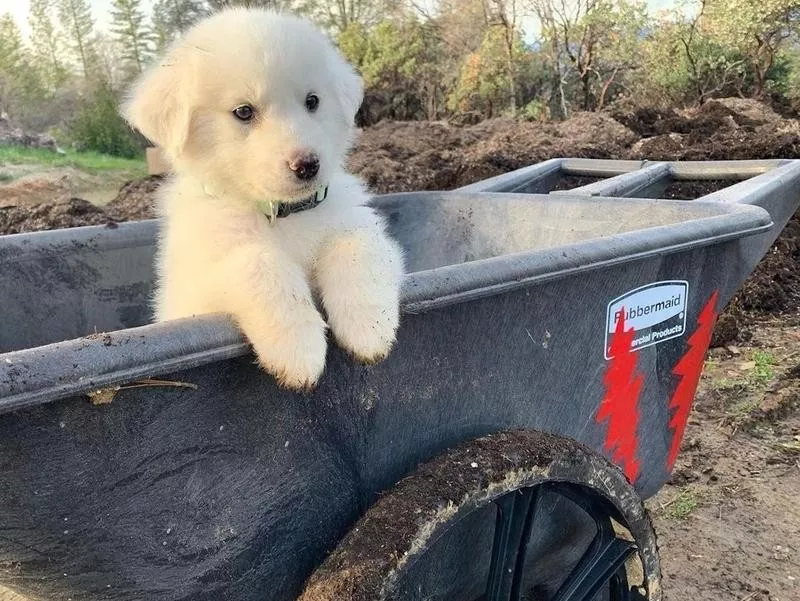 Great Pyrenees puppy