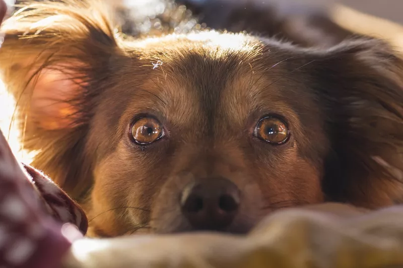 Terrier staring