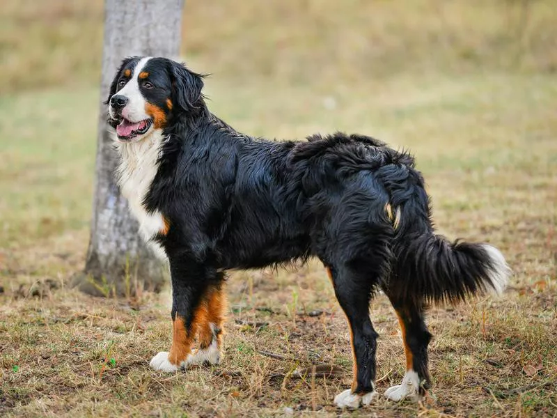 bernese