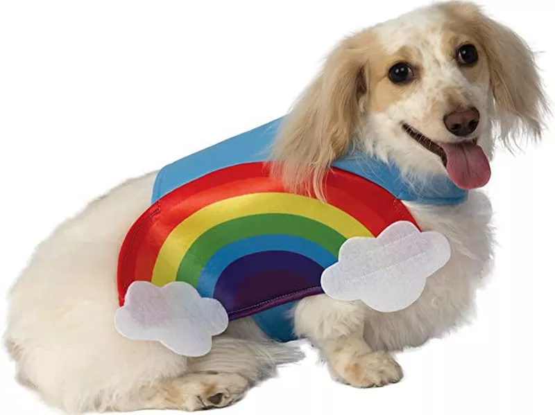 rainbow dog costume