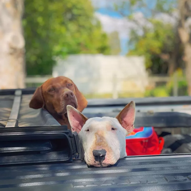 Two dogs in a car