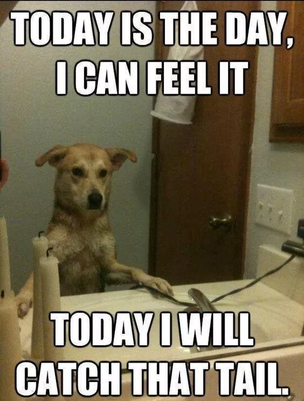 Positive dog affirmations