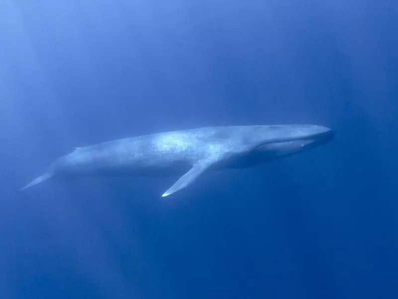 Blue Whale