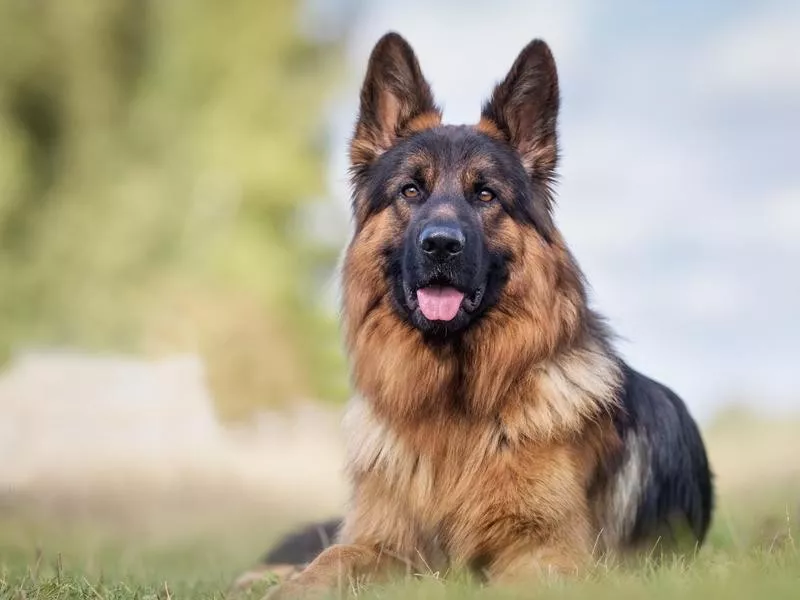 German Shepherd