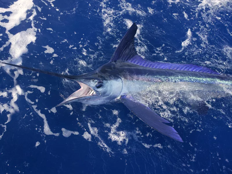 Atlantic white marlin