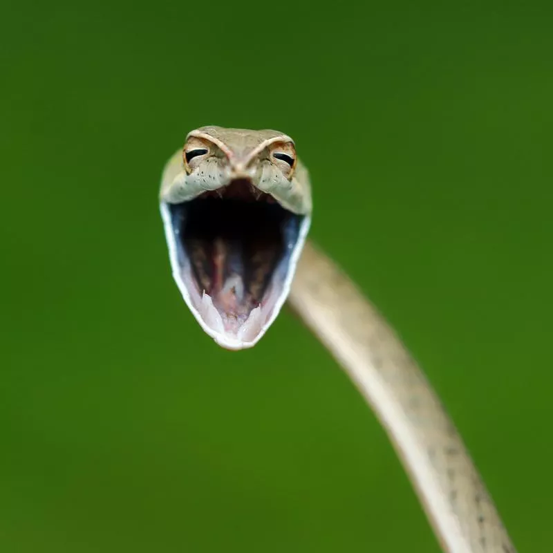 Laughing Snake