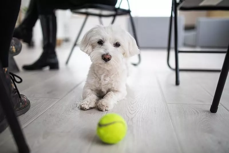 Maltese playing with tennis ball