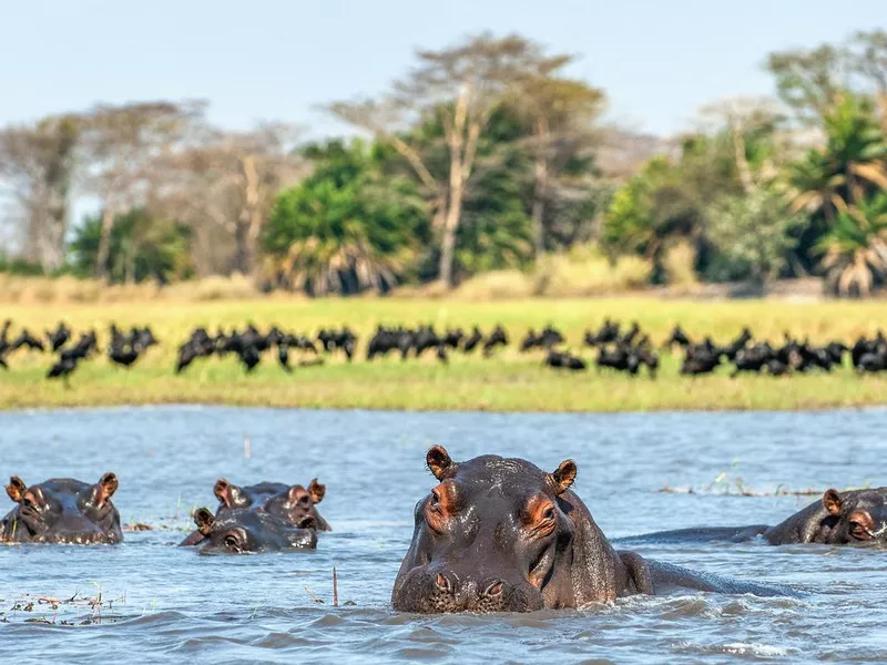 The common hippopotamus in water