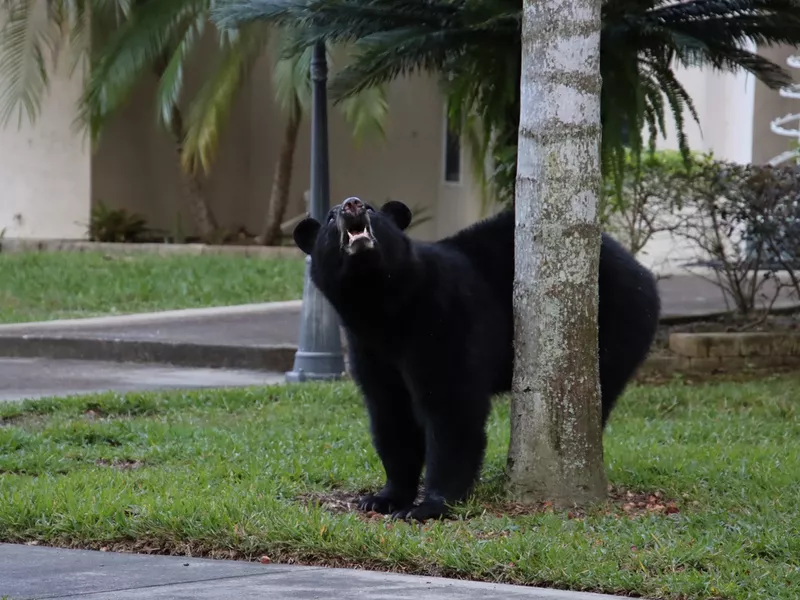 Florida Black Bear in suburban neighborhood