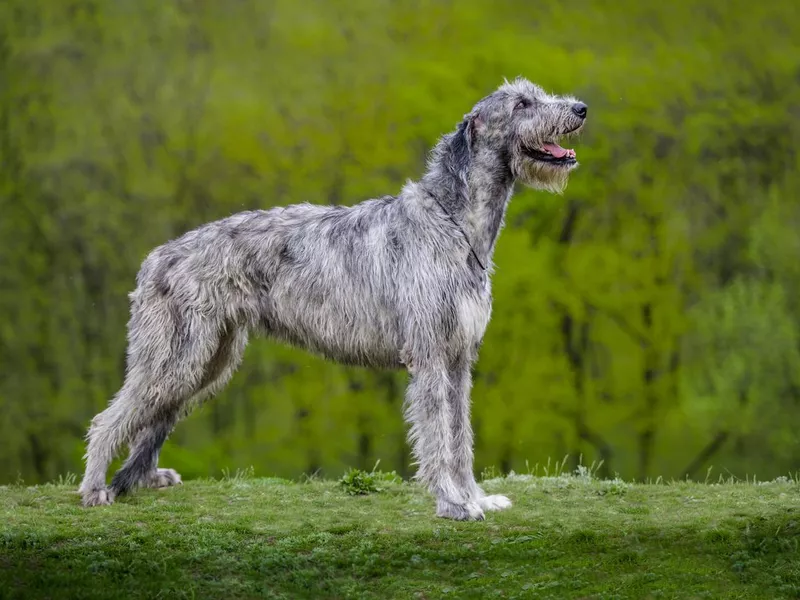 Irish Wolfhound