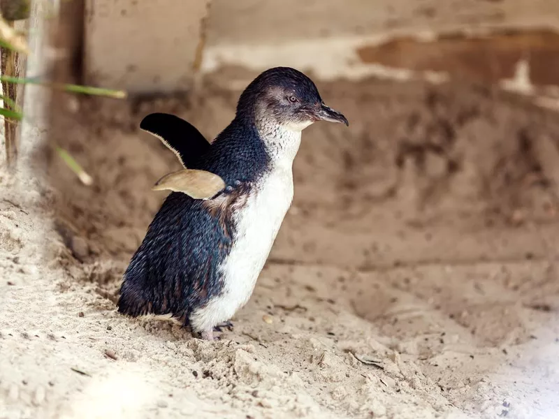 Blue penguin