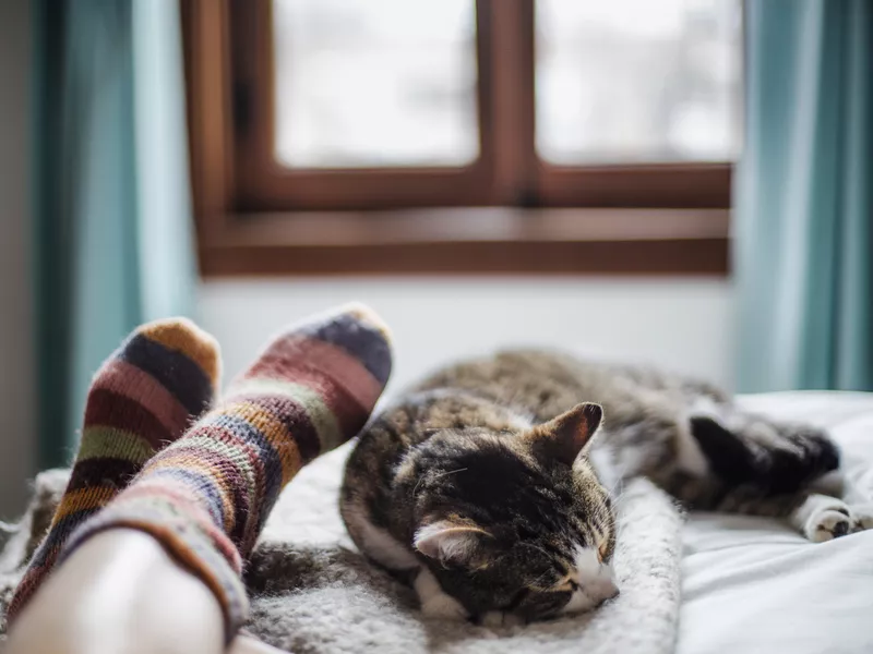 cat at the foot of the bed