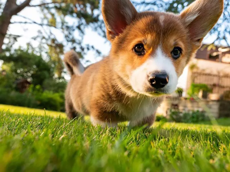 Pembroke Welsh corgi