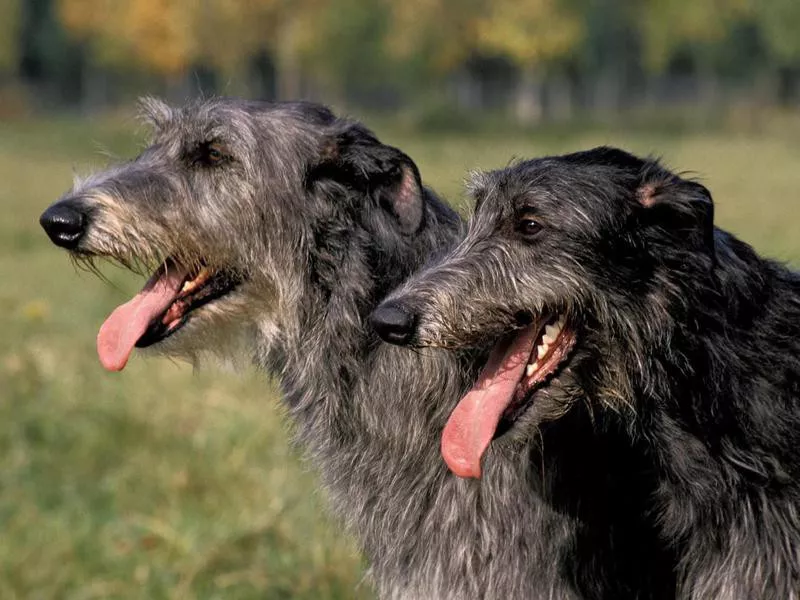 Scottish Deerhound