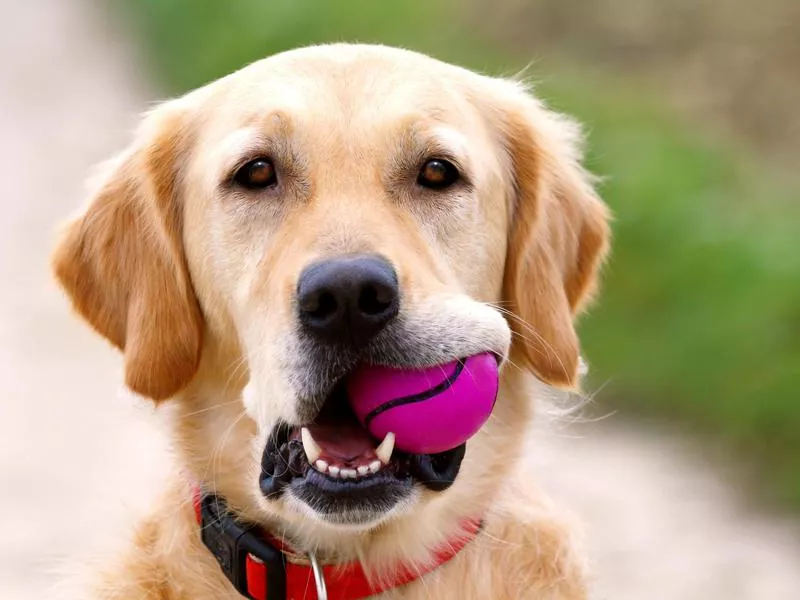 Retriever dog