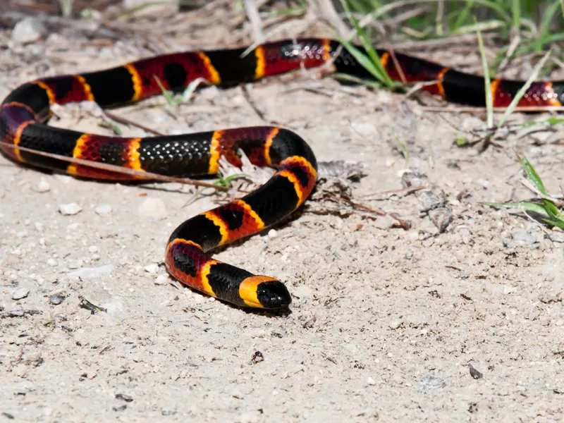 Eastern Coral Snake