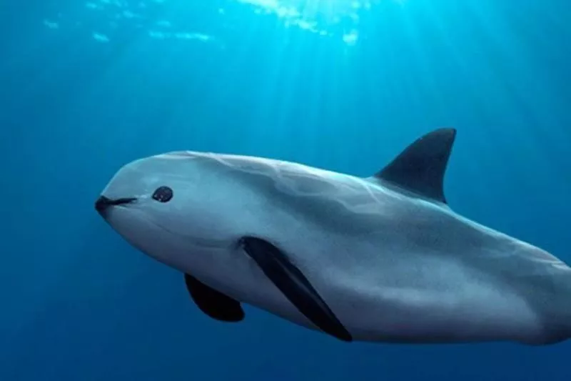 Vaquita