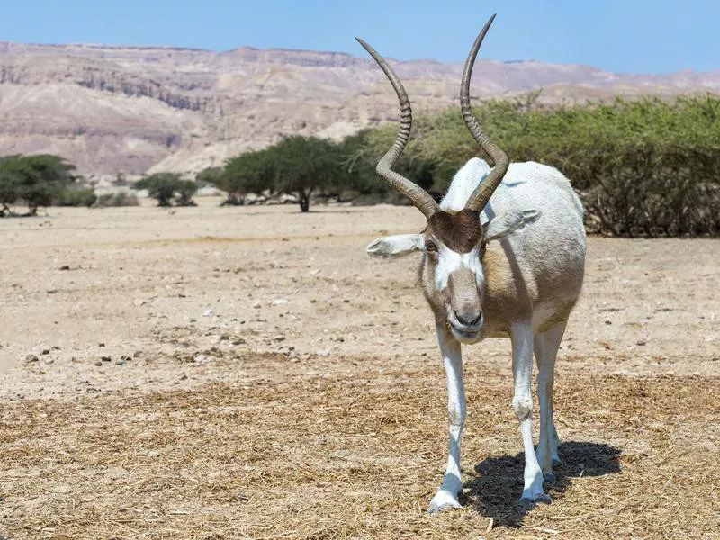 Addax Antelopes have the superpower to change their color