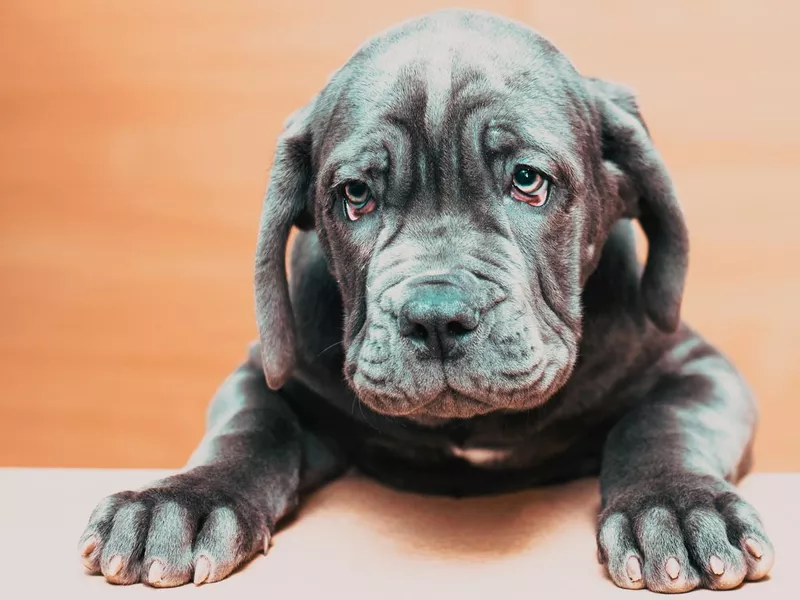 Portrait of cute Neapolitan Mastiff puppy