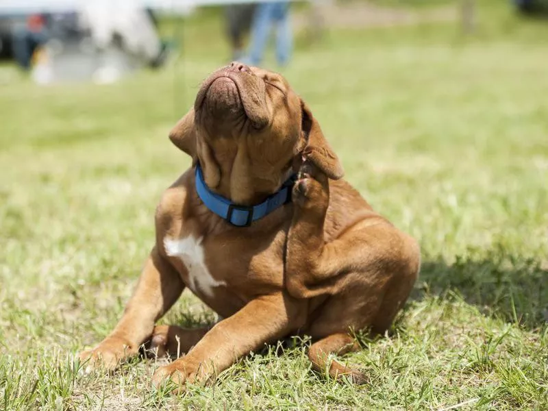 Garlic Is Good for Fleas and Ticks