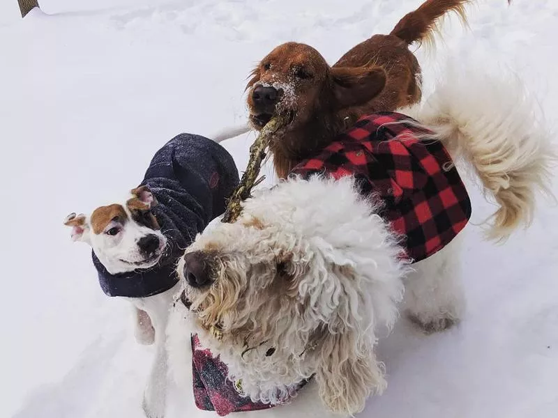 Elm Creek Reserve Dog Park