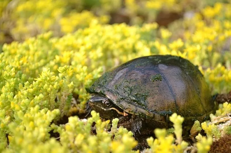 Musk Turtle