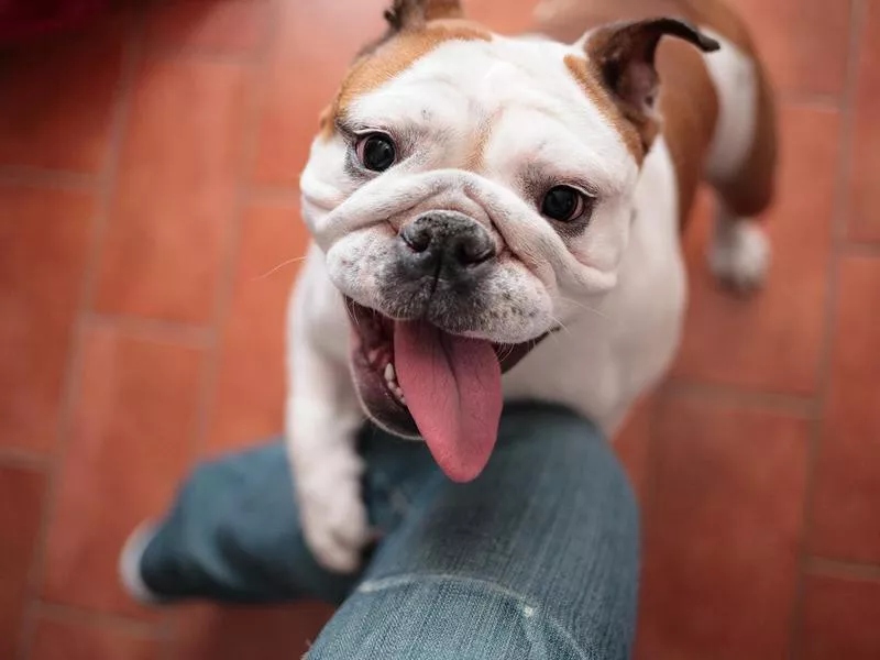 Dog happy to see you