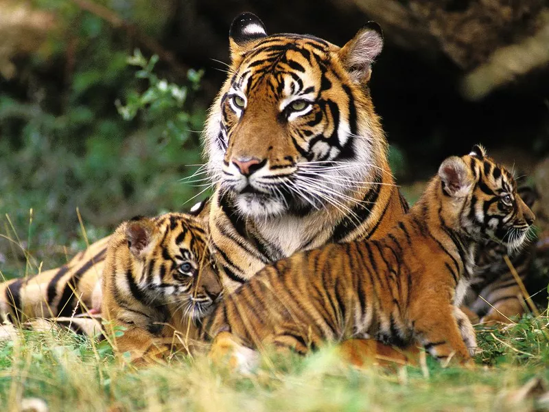 SUMATRAN TIGER panthera tigris sumatrae, FEMALE WITH CUB LAYING DOWN ON GRASS