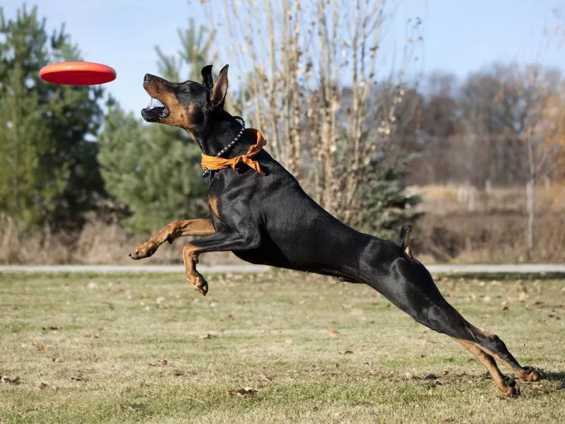 Doberman Pinscher