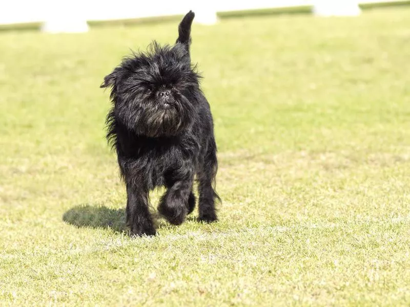 Goofiest Dog Breeds: Affenpinscher