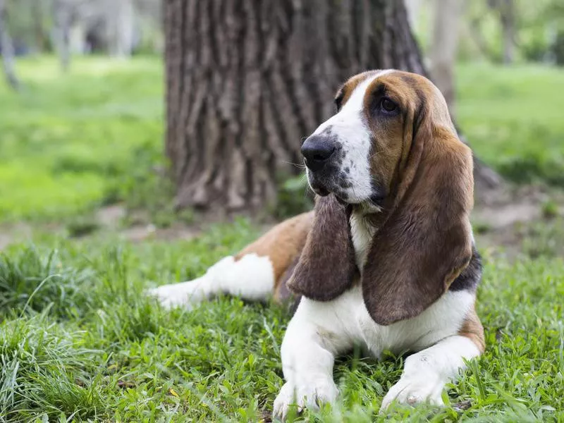 basset low energy dog breed