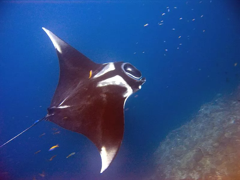 Underwater Thailand Manta Ray Hin Daeng