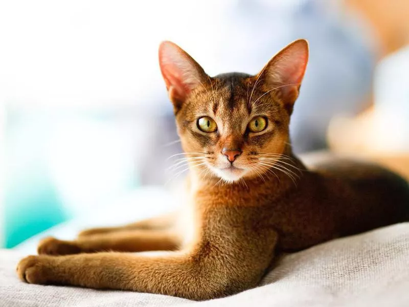 Abyssinian