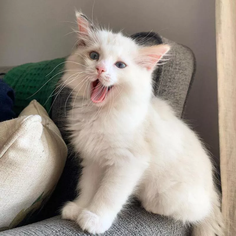 Ragdoll cat with its tongue out