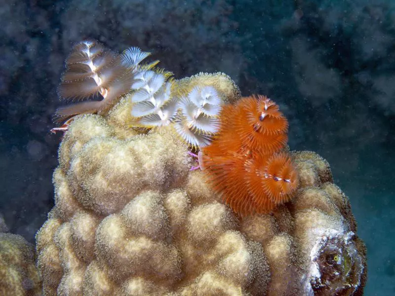 Christmas Tree Worm