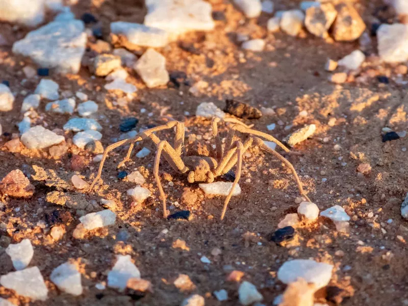 Six-Eyed Sand Spider